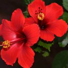 Hibiscus Plants 24kinds Hibiscus ROSA-SINENSIS Flower 400 Seeds