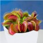Giant Dionaea Muscipula Clip Venus Flytrap Carnivorous Plants Plan 40 Seeds