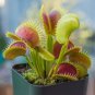 Giant Dionaea Muscipula Clip Venus Flytrap Carnivorous Plants Plan 40 Seeds