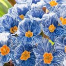 Europe Primula Acaulis 200 Seeds