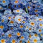 Europe Primula Acaulis 200 Seeds