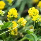 Black Medic Bright Yellow Flowers 200 Seeds