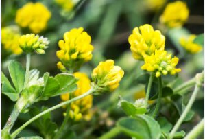 Black Medic Bright Yellow Flowers 200 Seeds