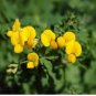 Black Medic Bright Yellow Flowers 200 Seeds