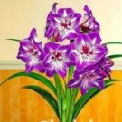 Amaryllis Chinese Flower Flores, Amarilis Bonsai 200 Seeds