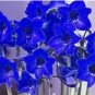 Amaryllis Chinese Flower Flores, Amarilis Bonsai 200 Seeds