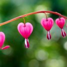 Dicentra Spectabilis Rare Orchid Bleeding Heart Garden Plants 200 Seeds