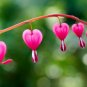 Dicentra Spectabilis Rare Orchid Bleeding Heart Garden Plants 200 Seeds