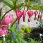 Dicentra Spectabilis Rare Orchid Bleeding Heart Garden Plants 200 Seeds