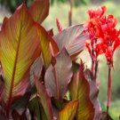 Flower Canna Lily Bulbs 4 Seeds