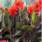 Flower Canna Lily Bulbs 4 Seeds