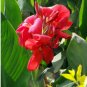 Flower Canna Lily Bulbs 4 Seeds