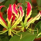 Rare Flame Lily Not Lily Bulbs It is Bonsai Lily Flower Bonsai 600 Seeds