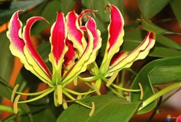 Rare Flame Lily Not Lily Bulbs It is Bonsai Lily Flower Bonsai 600 Seeds