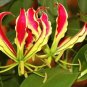 Rare Flame Lily Not Lily Bulbs It is Bonsai Lily Flower Bonsai 600 Seeds
