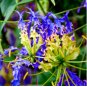 Rare Flame Lily Not Lily Bulbs It is Bonsai Lily Flower Bonsai 600 Seeds