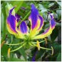 Rare Flame Lily Not Lily Bulbs It is Bonsai Lily Flower Bonsai 600 Seeds