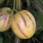 Genuine! Melon Tree 200 Seeds