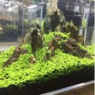 Aquarium Aquatic Water Grass Plant Glossostigma Hemianthus Callitrichoides Bonsai 600 Seeds