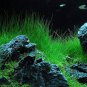 Aquarium Aquatic Water Grass Plant Glossostigma Hemianthus Callitrichoides Bonsai 600 Seeds