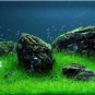 Aquarium Aquatic Water Grass Plant Glossostigma Hemianthus Callitrichoides Bonsai 600 Seeds