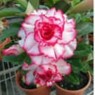 Desert Rose White Flowers with Rose Pink Edge Big Blooms Single Petals 2 Seeds