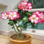 Desert Rose White Flowers with Rose Pink Edge Big Blooms Single Petals 2 Seeds