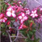 Desert Rose White Flowers with Rose Pink Edge Big Blooms Single Petals 2 Seeds