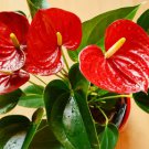 Anthurium Bonsai Indoor Potted Hydroponic Flowers 240 Seeds