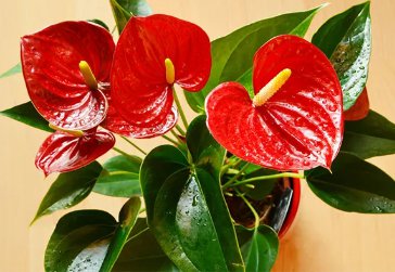 Anthurium Bonsai Indoor Potted Hydroponic Flowers 240 Seeds