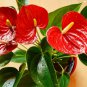 Anthurium Bonsai Indoor Potted Hydroponic Flowers 240 Seeds