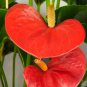 Anthurium Bonsai Indoor Potted Hydroponic Flowers 240 Seeds