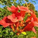 Campsis Trumpet Vine Trumpet Creeper Flower 40 Seeds