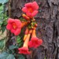 Campsis Trumpet Vine Trumpet Creeper Flower 40 Seeds