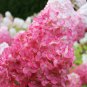 Vanilla Strawberry Hydrangea Flower 80 Seeds