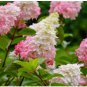 Vanilla Strawberry Hydrangea Flower 80 Seeds