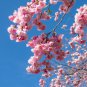 Bonsai Tree Japanese Sakura 20 Seeds