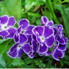 Purple Small Colorful Rare African Flower Plants for Garden 100 Seeds