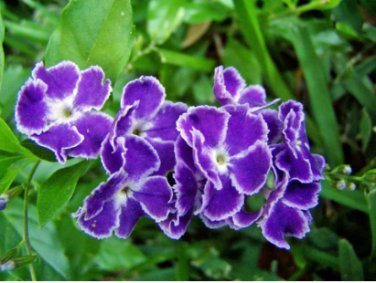 Purple Small Colorful Rare African Flower Plants for Garden 100 Seeds