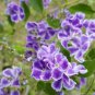Purple Small Colorful Rare African Flower Plants for Garden 100 Seeds