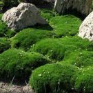 Imported Irish Moss 1000 Seeds