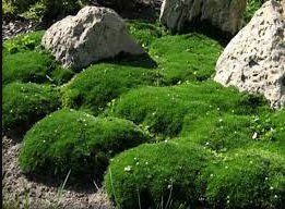 Imported Irish Moss 1000 Seeds
