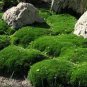 Imported Irish Moss 1000 Seeds