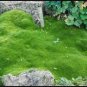 Imported Irish Moss 1000 Seeds