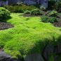 Imported Irish Moss 1000 Seeds
