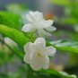 Arabian Jasmine Pure White Jasmine Plant Beautiful Bonsai Flower 20 Seeds