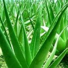 Green Aloe Vera Plants Edible Beauty Edible Cosmetic Vegetables and Fruit 100 Seeds