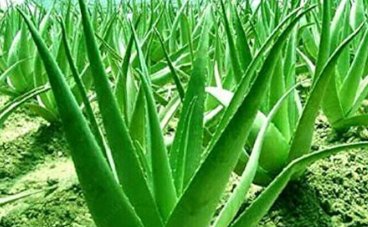 Green Aloe Vera Plants Edible Beauty Edible Cosmetic Vegetables and Fruit 100 Seeds