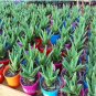 Green Aloe Vera Plants Edible Beauty Edible Cosmetic Vegetables and Fruit 100 Seeds