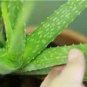 Green Aloe Vera Plants Edible Beauty Edible Cosmetic Vegetables and Fruit 100 Seeds